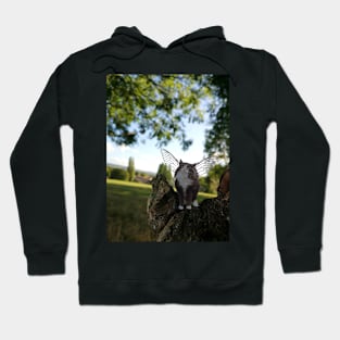 Cat Fairies: Excited Hoodie